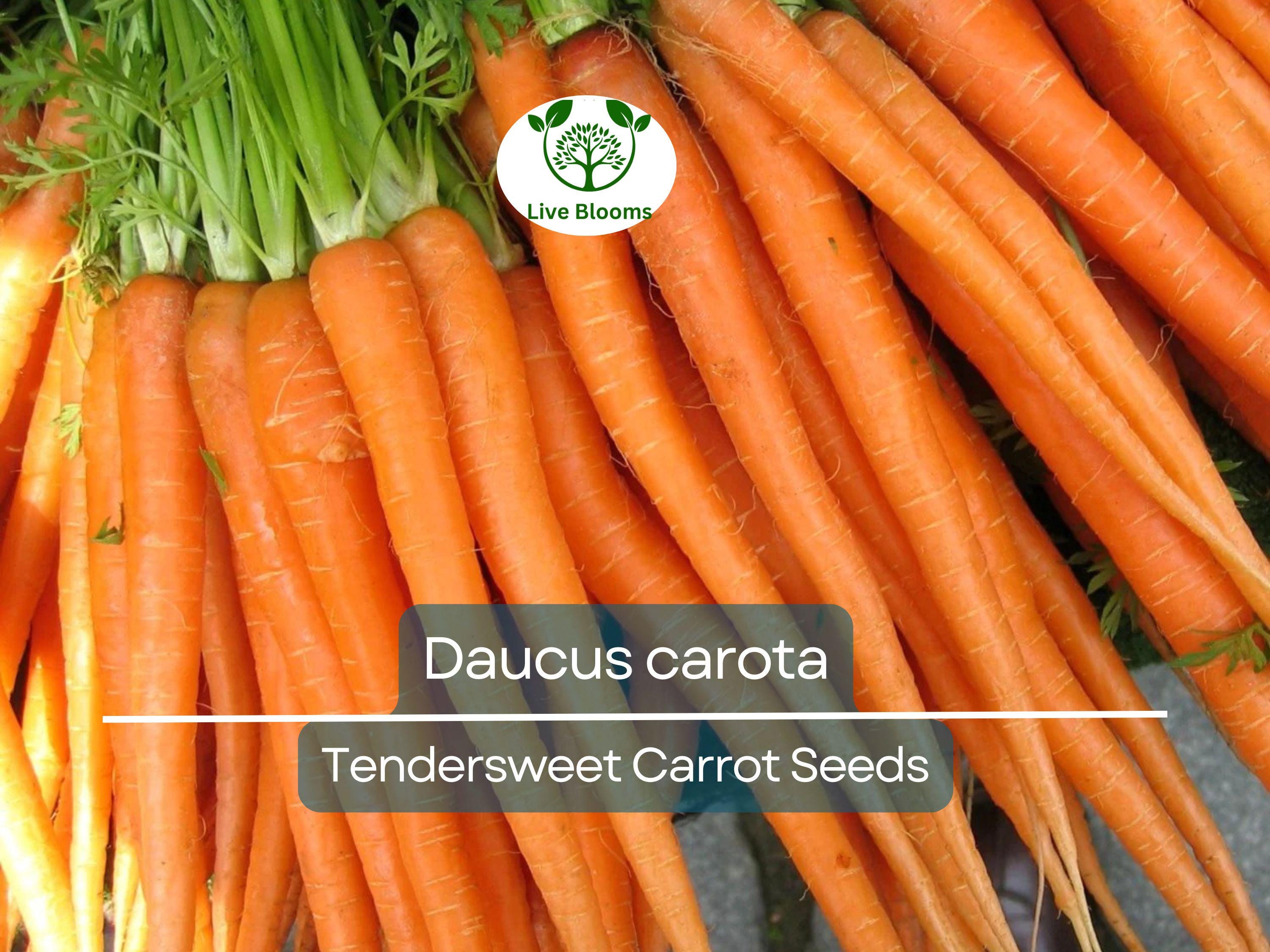 300 Seeds Tendersweet Carrot - Daucus carota | Heirloom Carrot Seeds for Planting, Gardening & Deliciously Sweet Root Harvest