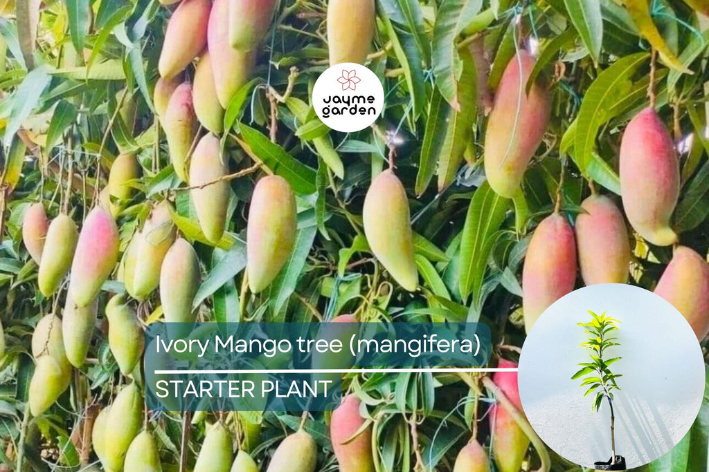 Ivory Mango Tree (Mangifera) Grafted 3'-4' | Fiberless, Sweet Tropical Fruit | Container-Friendly Live Tree