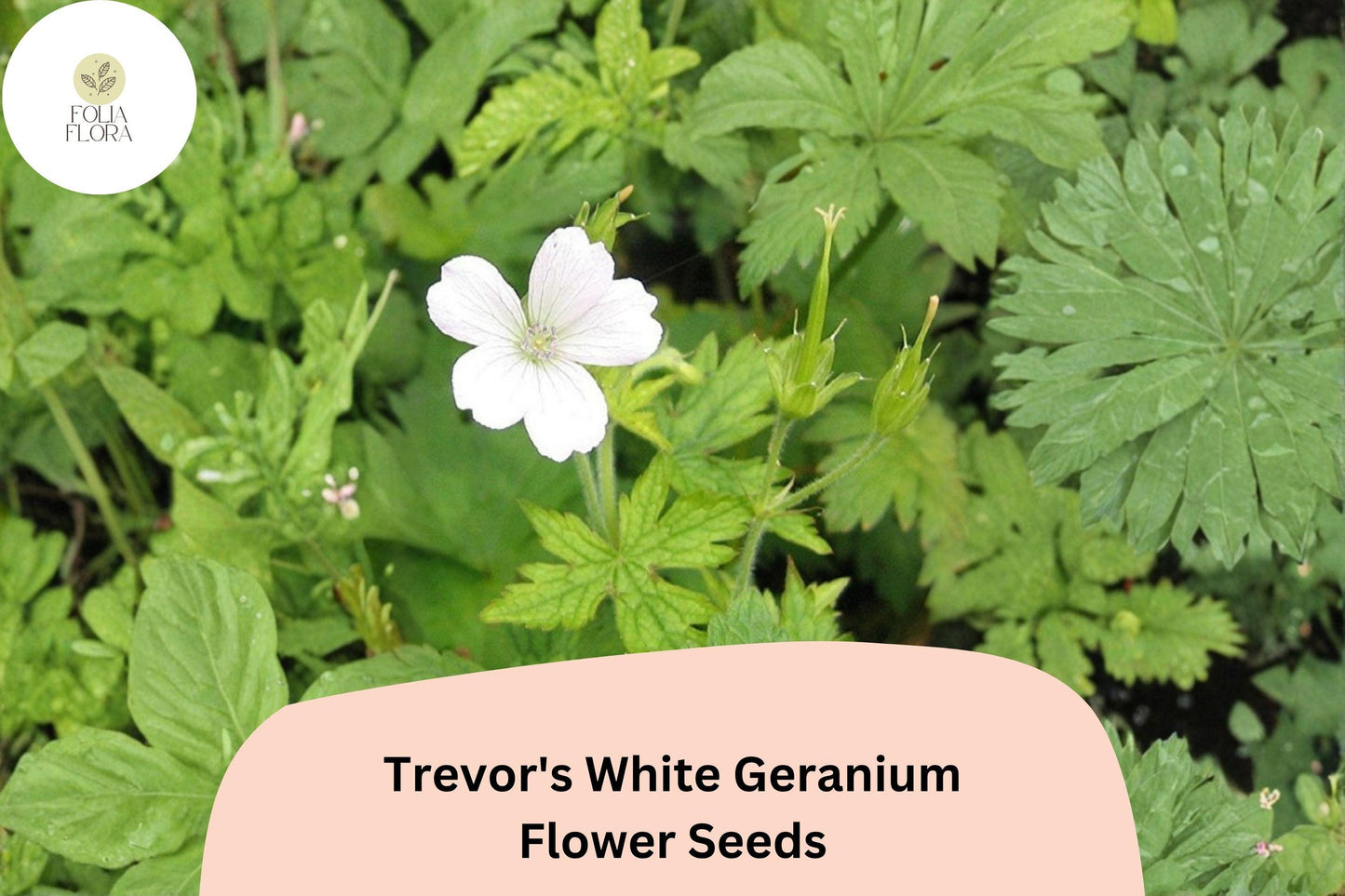 25+ Trevor’s White Geranium Seeds | Hardy Perennial Cranesbill | White Blooms for Garden Beds and Borders