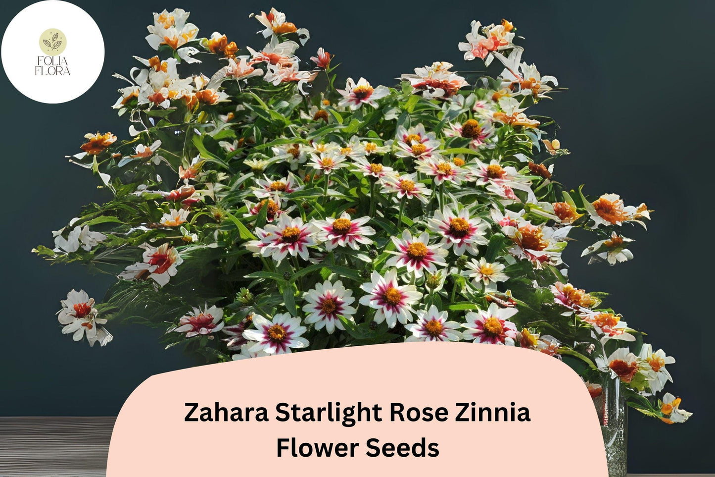 100+ Zahara Starlight Rose Zinnia Seeds – Hybrid Non-GMO Annual Flowers for Garden Planting & Borders
