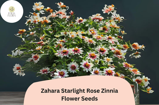 100+ Zahara Starlight Rose Zinnia Seeds – Hybrid Non-GMO Annual Flowers for Garden Planting & Borders
