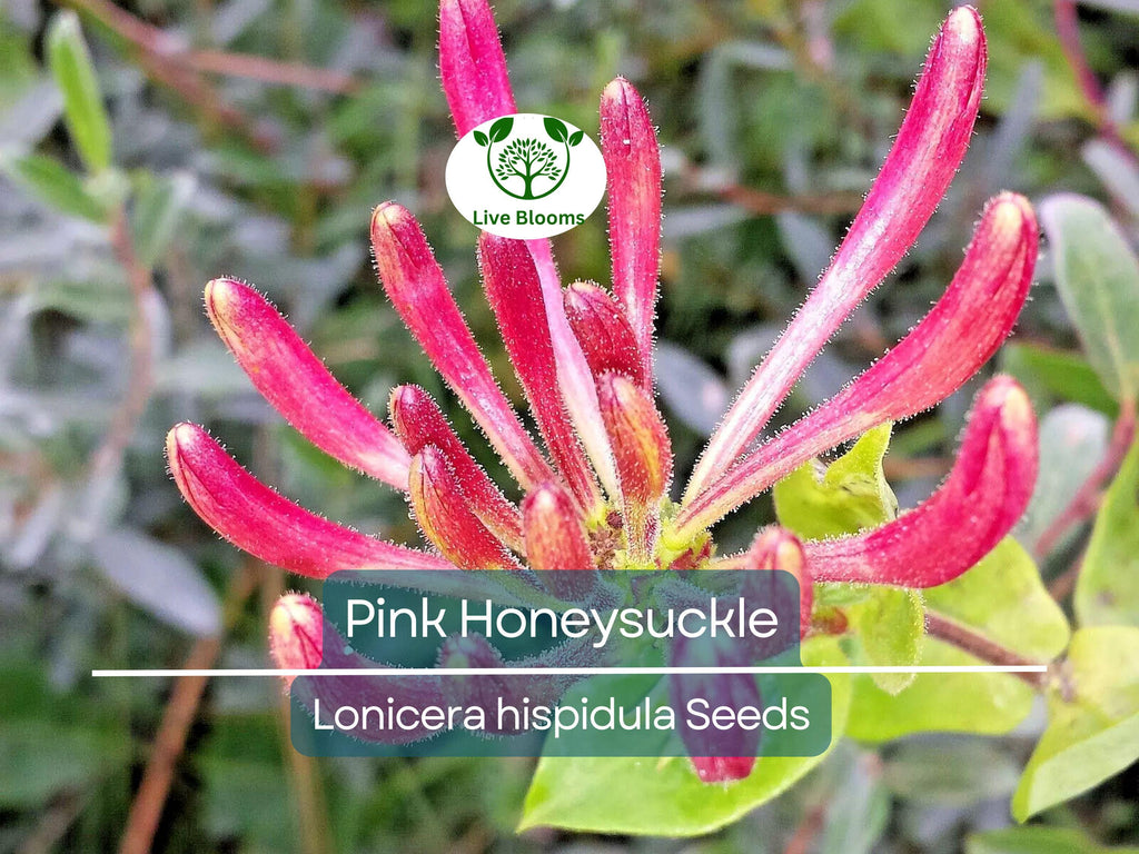 20 Pink Honeysuckle Seeds (L. hispidula) | Flowering Vine, Climbing Flower Shrub - Sweet-Scented, Fast-Growing, Pollinator-Friendly