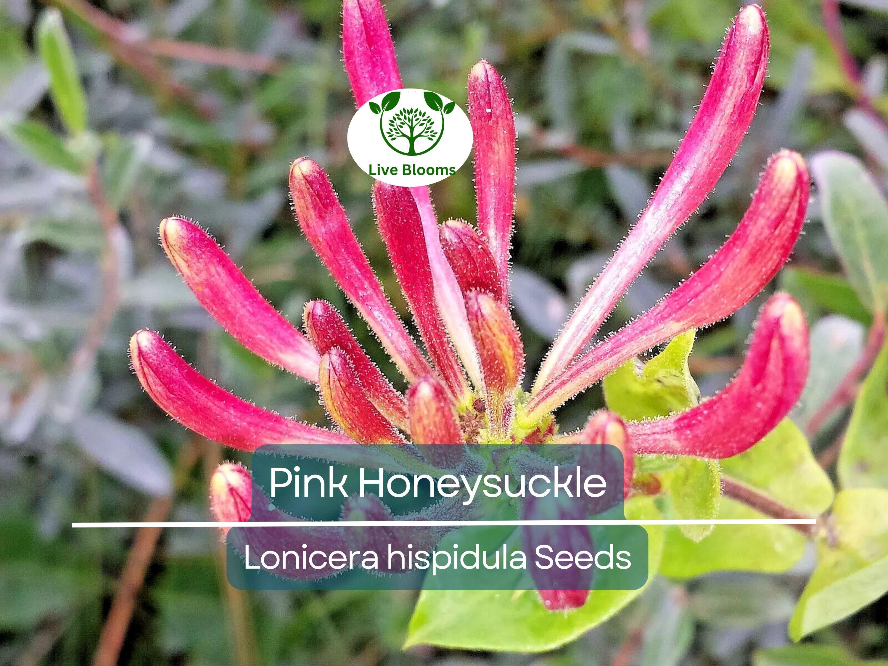 20 Pink Honeysuckle Seeds (L. hispidula) | Flowering Vine, Climbing Flower Shrub - Sweet-Scented, Fast-Growing, Pollinator-Friendly