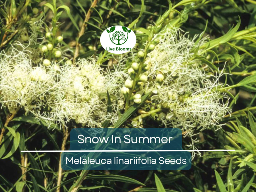 50 Snow In Summer Seeds (Melaleuca linariifolia) | Shrub | Fragrant & Hardy, Perfect for Gardens Aromatic