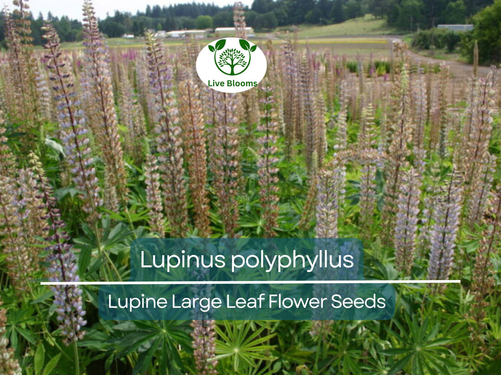 20 Seeds Lupine Large Leaf for Planting – Lupinus polyphyllus, Perennial Flower, Beautiful Garden Plant, Blue & Purple Blooms, Easy to Grow