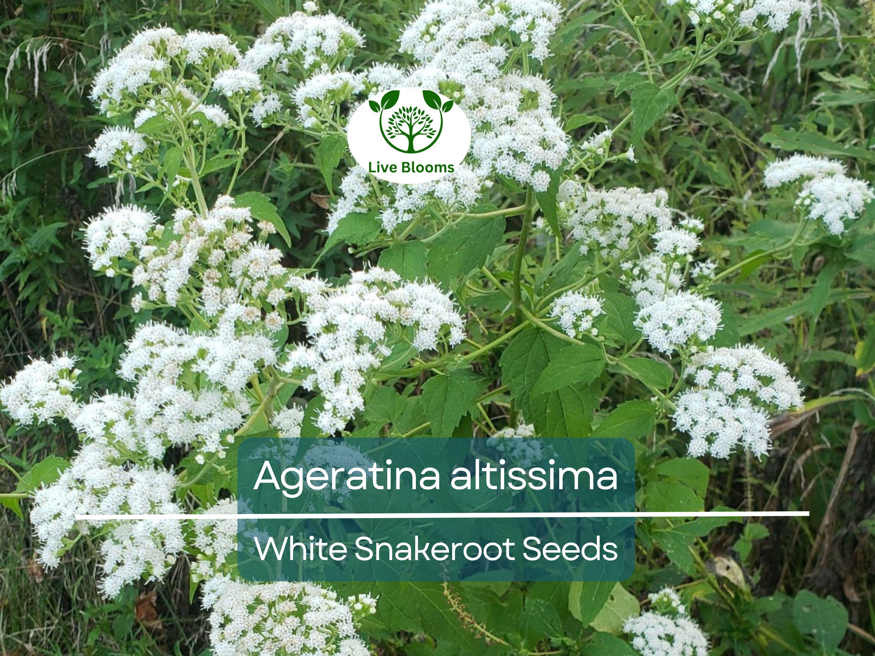 500 Ageratina Altissima White Snakeroot Seeds, Native Perennial, White Flowers, Pollinator-Friendly, Woodland Garden