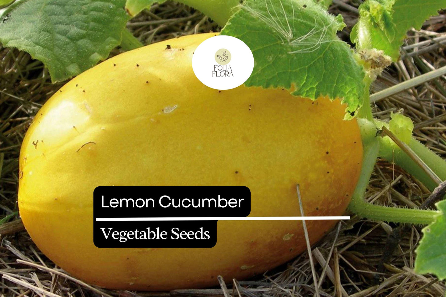 50 Seeds Lemon Cucumber (Cucumis sativus) – Crisp, Refreshing, and Mildly Sweet