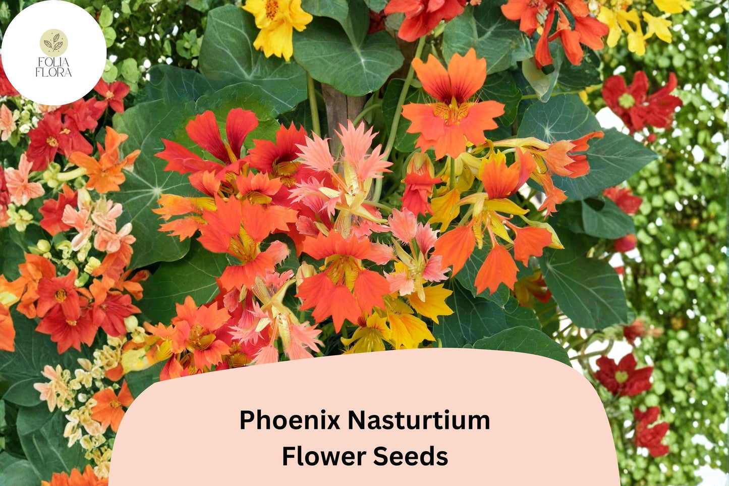 50+ Phoenix Nasturtium Seeds | Tropaeolum majus | Frilled Red-Orange Blooms | Unique Climbing Annual for Garden