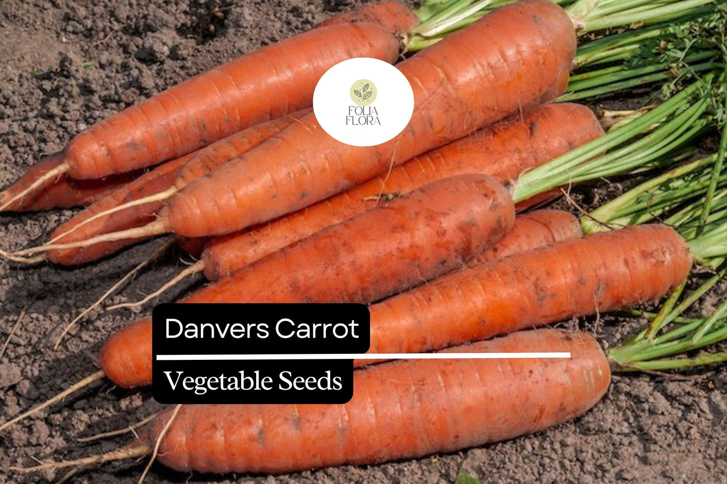 300 Danvers Carrot Seeds – Daucus carota – Sweet, Crisp, Heirloom Variety, Deep Orange Roots, Non-GMO, Ideal for Cooking & Snacking