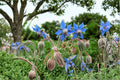 Borage – Herb 50 Seeds | Edible Flowers | Cucumber Flavor | Pollinator Magnet