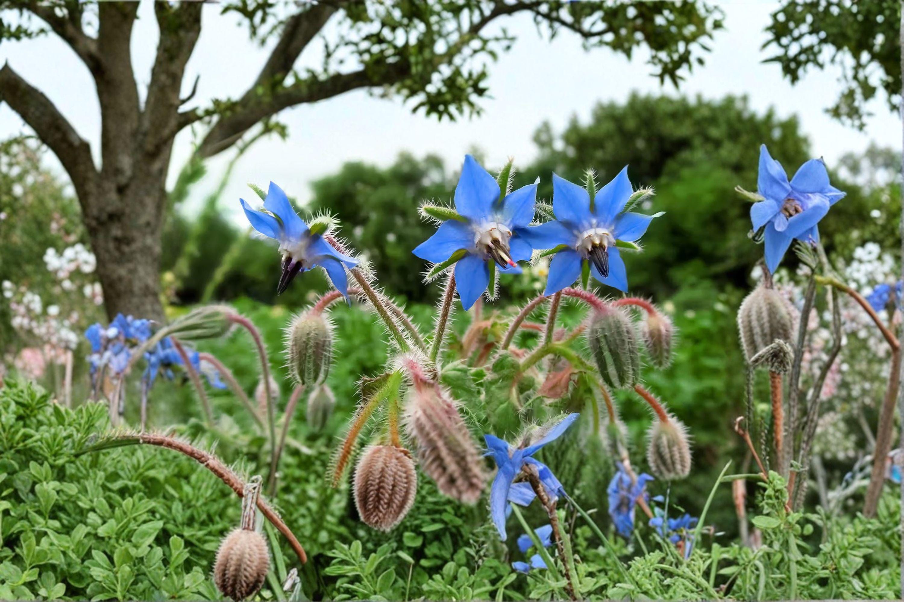 Borage – Herb 50 Seeds | Edible Flowers | Cucumber Flavor | Pollinator Magnet