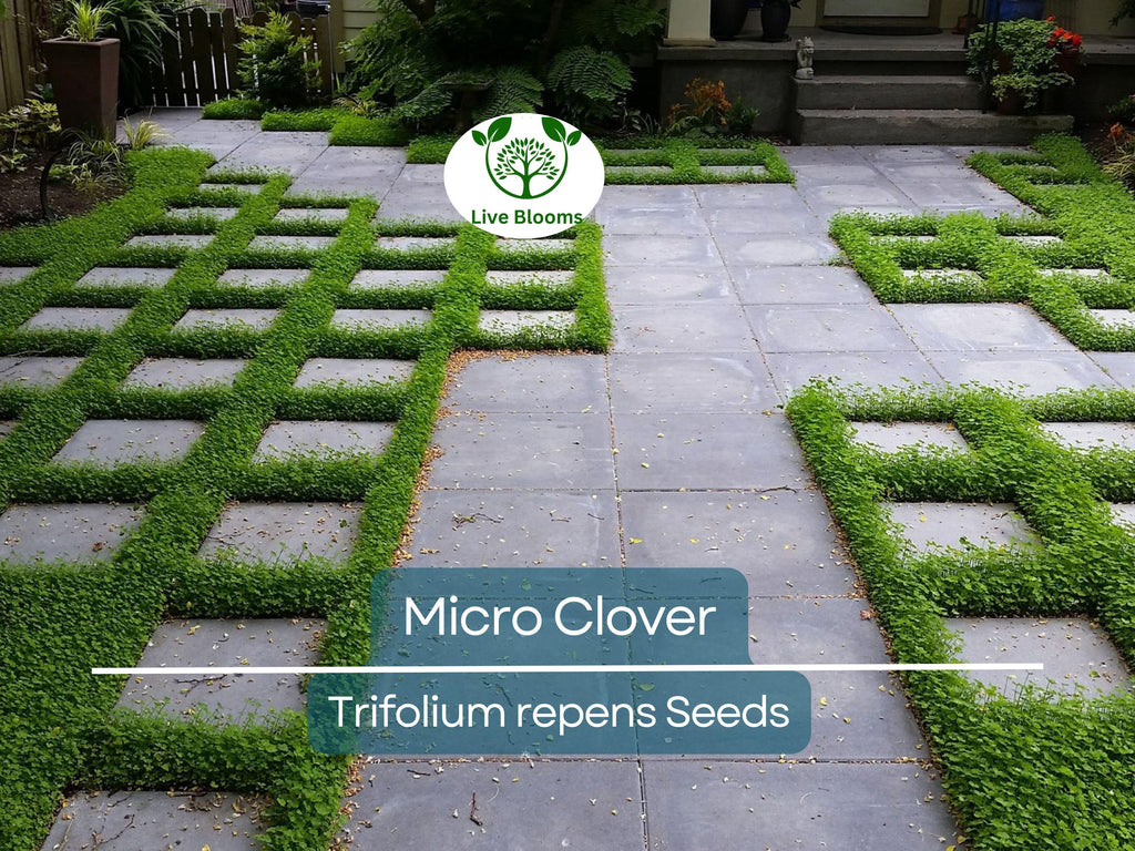 5000 Micro Clover Seeds, Non-GMO, Low-Maintenance Ground Cover, Lawn Alternative, Eco-Friendly, Perfect for Lawns & Gardens
