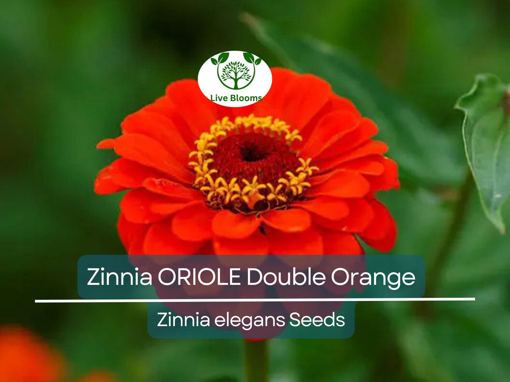 200 Seeds Zinnia ORIOLE Double Orange, Non-GMO, Attracts Songbirds, Butterflies & Hummingbirds, Vibrant Blooms, Easy to Grow, Garden Flowers