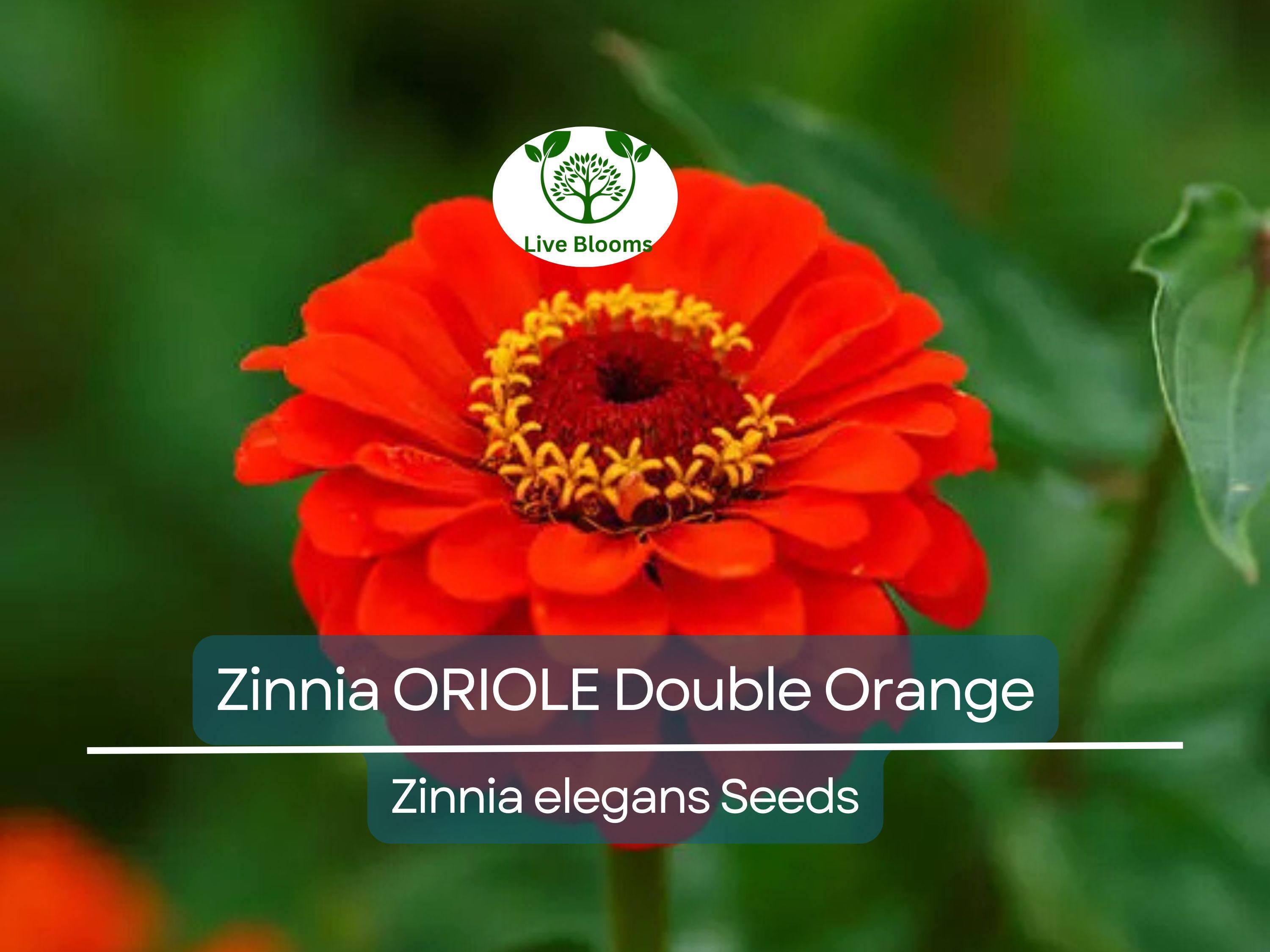 200 Seeds Zinnia ORIOLE Double Orange, Non-GMO, Attracts Songbirds, Butterflies & Hummingbirds, Vibrant Blooms, Easy to Grow, Garden Flowers