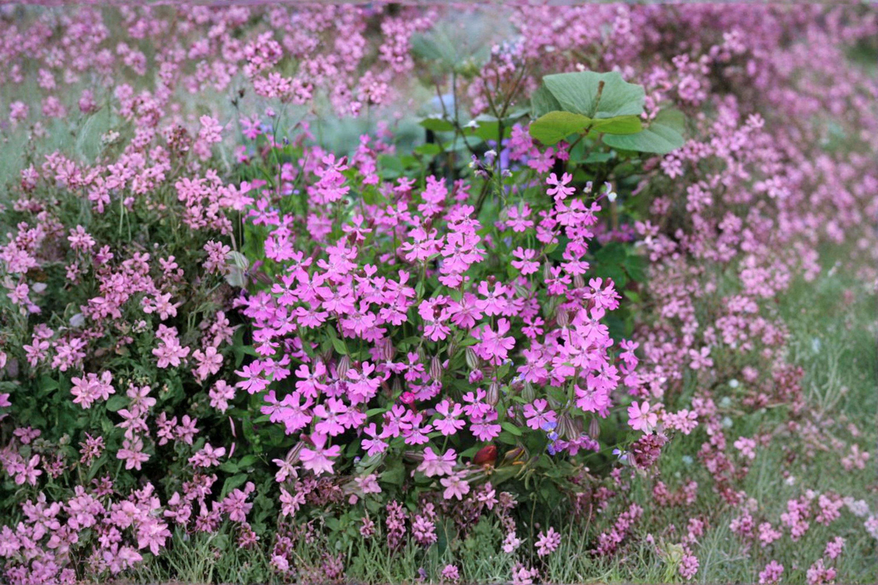 Nodding Catchfly – Silene pendula 100 Seeds | Low-Growing Annual | Bright Pink Blooms | Cottage Garden Favorite