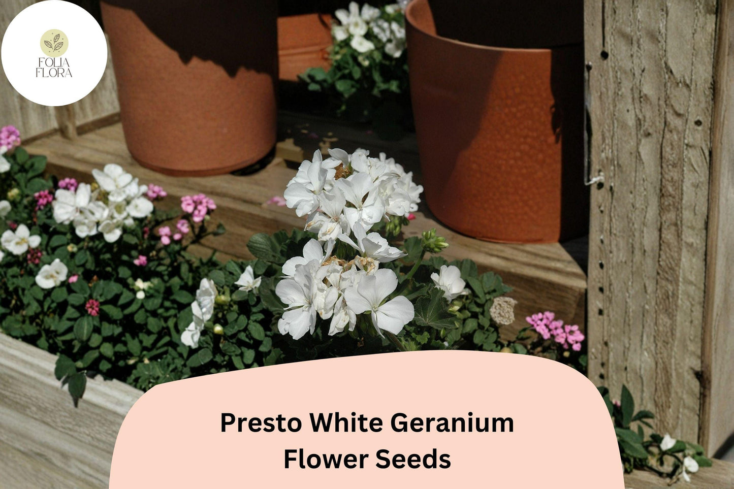 25+ Presto White Geranium Seeds | Compact Zonal Geranium | Pure White Blooms for Pots, Borders & Garden Beds