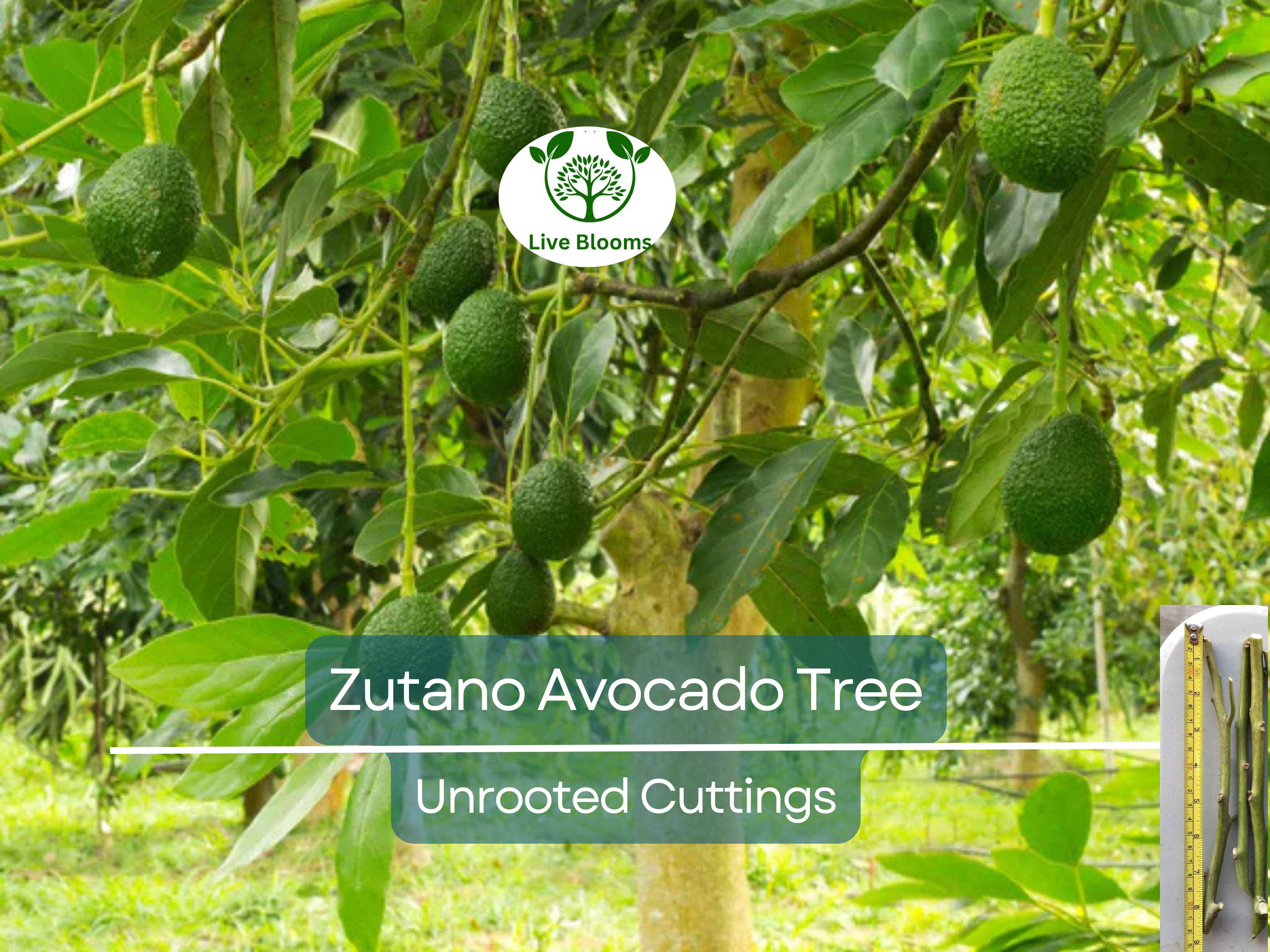 3 Avocado Tree Unrooted Cuttings “Zutano” – Hass Avocado Alternative, Healthy Fruit, Easy to Grow, Fast-Growing, Home Garden, Tropical Fruit