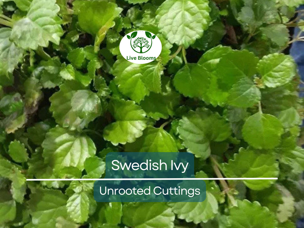 5 Organic Swedish Ivy Unrooted Cuttings 4" Length - Plectranthus Verticillatus - Easy to Grow Houseplant for Propagation & Indoor Decor