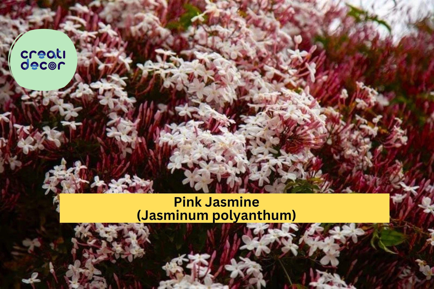 Pink Jasmine Starter Plant – Jasminum polyanthum – Rooted Live Vine with Extremely Fragrant Pink-White Blooms for Garden or Patio