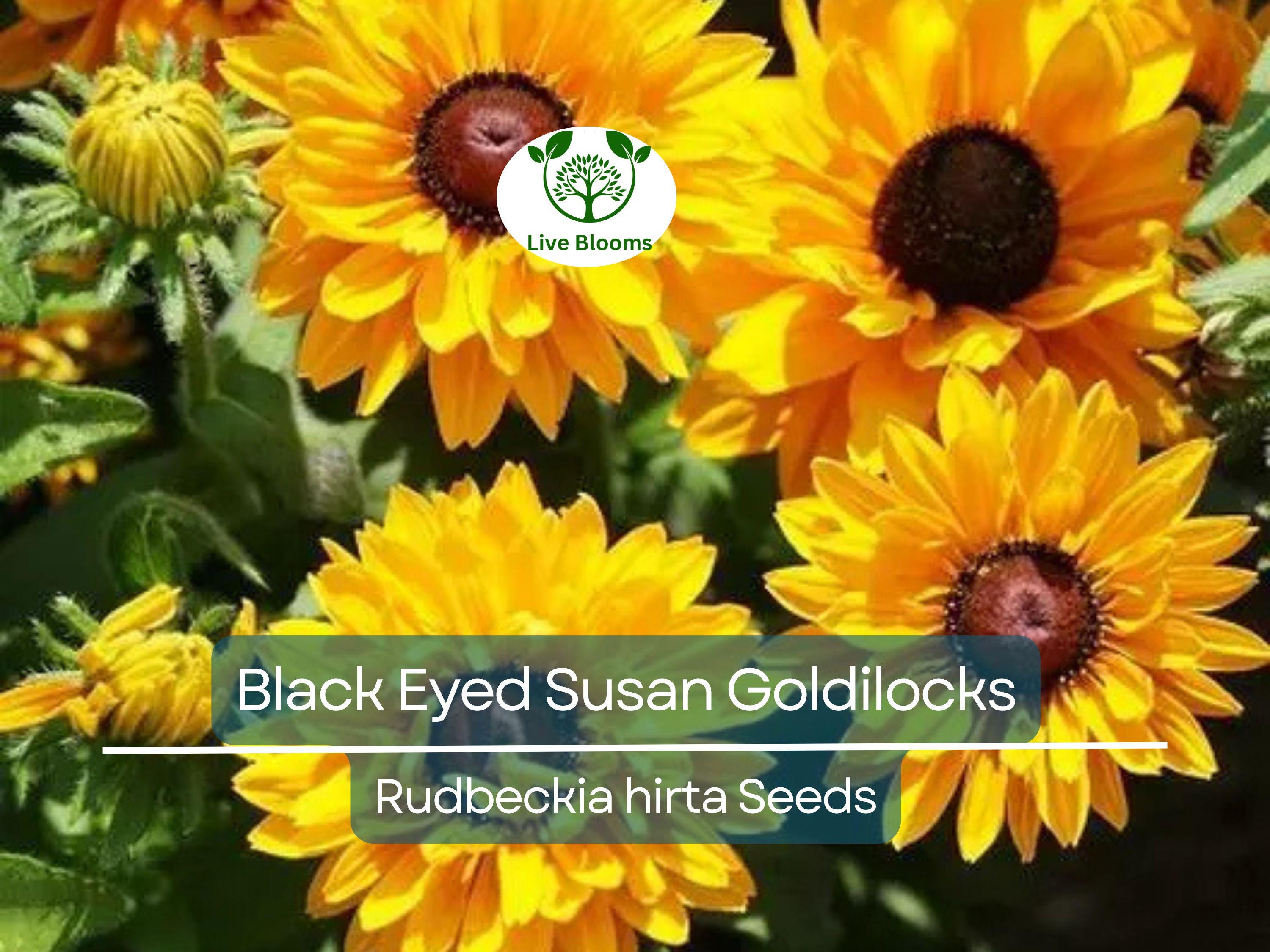 100 Seeds Black Eyed Susan Goldilocks Rudbeckia Double Blooms - Rare, Non-GMO, Perennial, Vibrant Flowers, Pollinator-Friendly
