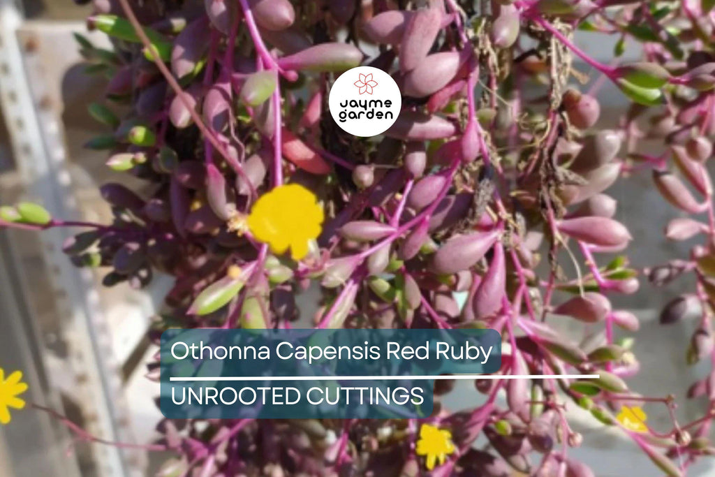 4 Othonna Capensis Cuttings - Ruby Necklace Succulent - 4-6” Long, Hanging Plant, Perfect for Containers