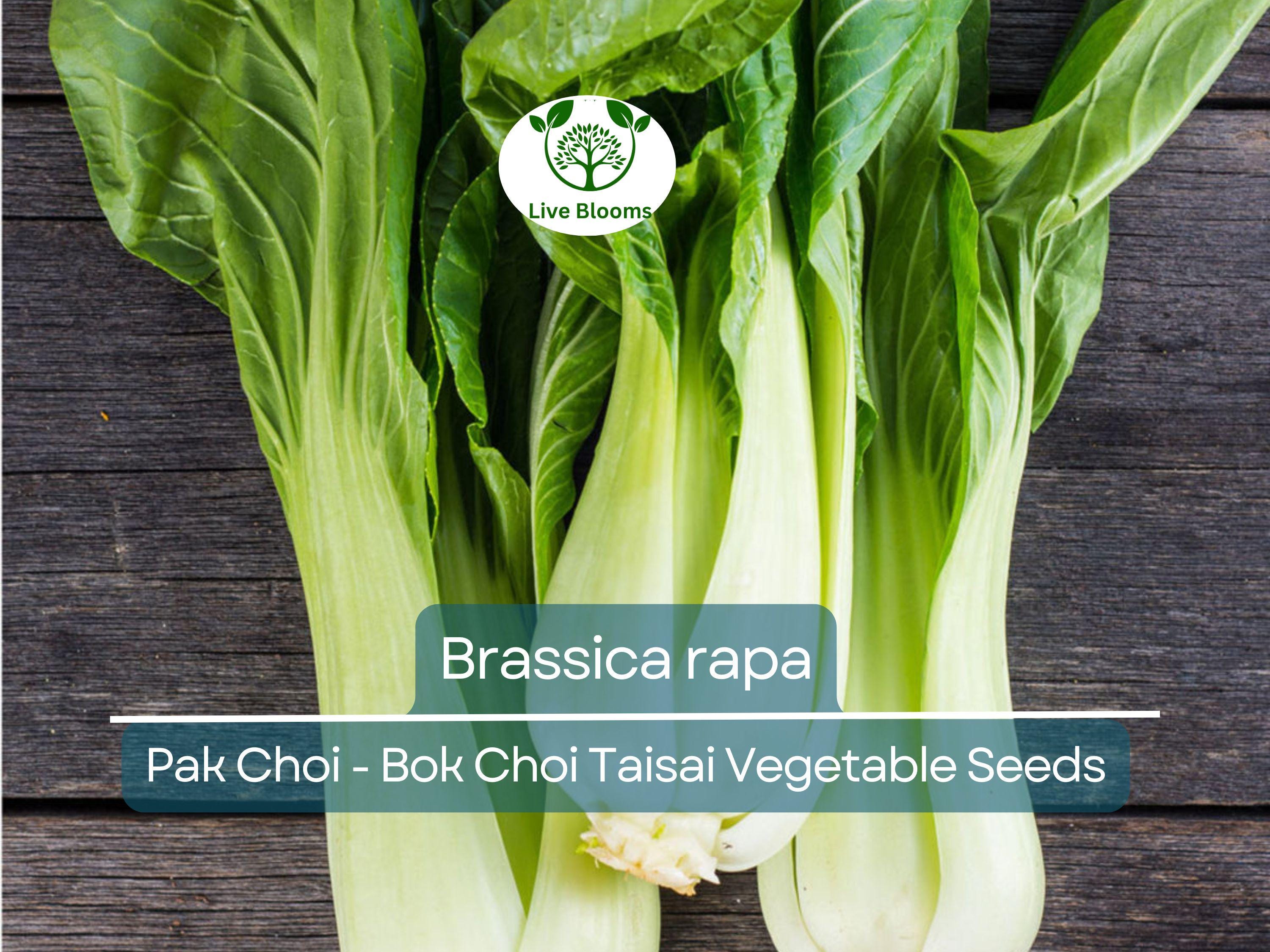 350 Pak Choi Bok Choi Taisai Seeds - Brassica rapa | Heirloom Asian Green for Planting, Gardening & Fresh Culinary Use