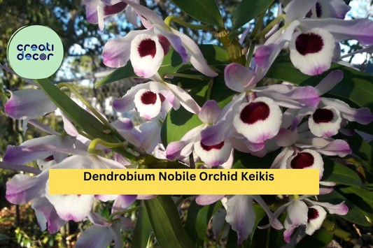 Dendrobium Nobile Orchid Keikis – Live Baby Plants Ready to Root, Fragrant Flowering Orchid Variety for Home or Greenhouse