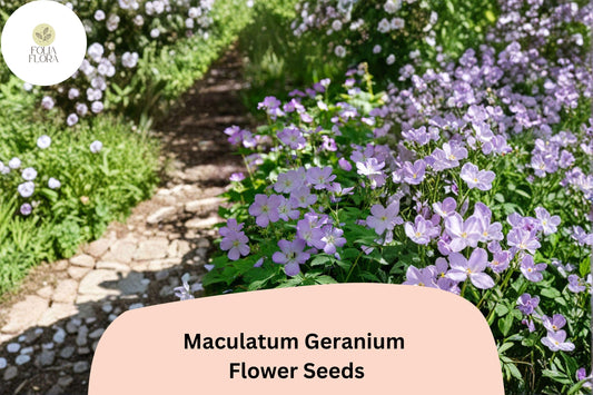 25+ Maculatum Geranium Seeds for Garden Planting – Purple Flowers, Hardy Perennial