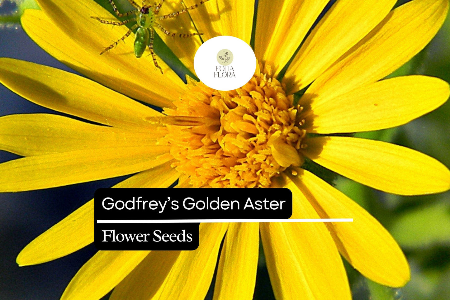 Godfrey’s Golden Aster Seeds (Chrysopsis godfreyi) | 25 Seeds | Rare Native Wildflower for Pollinators