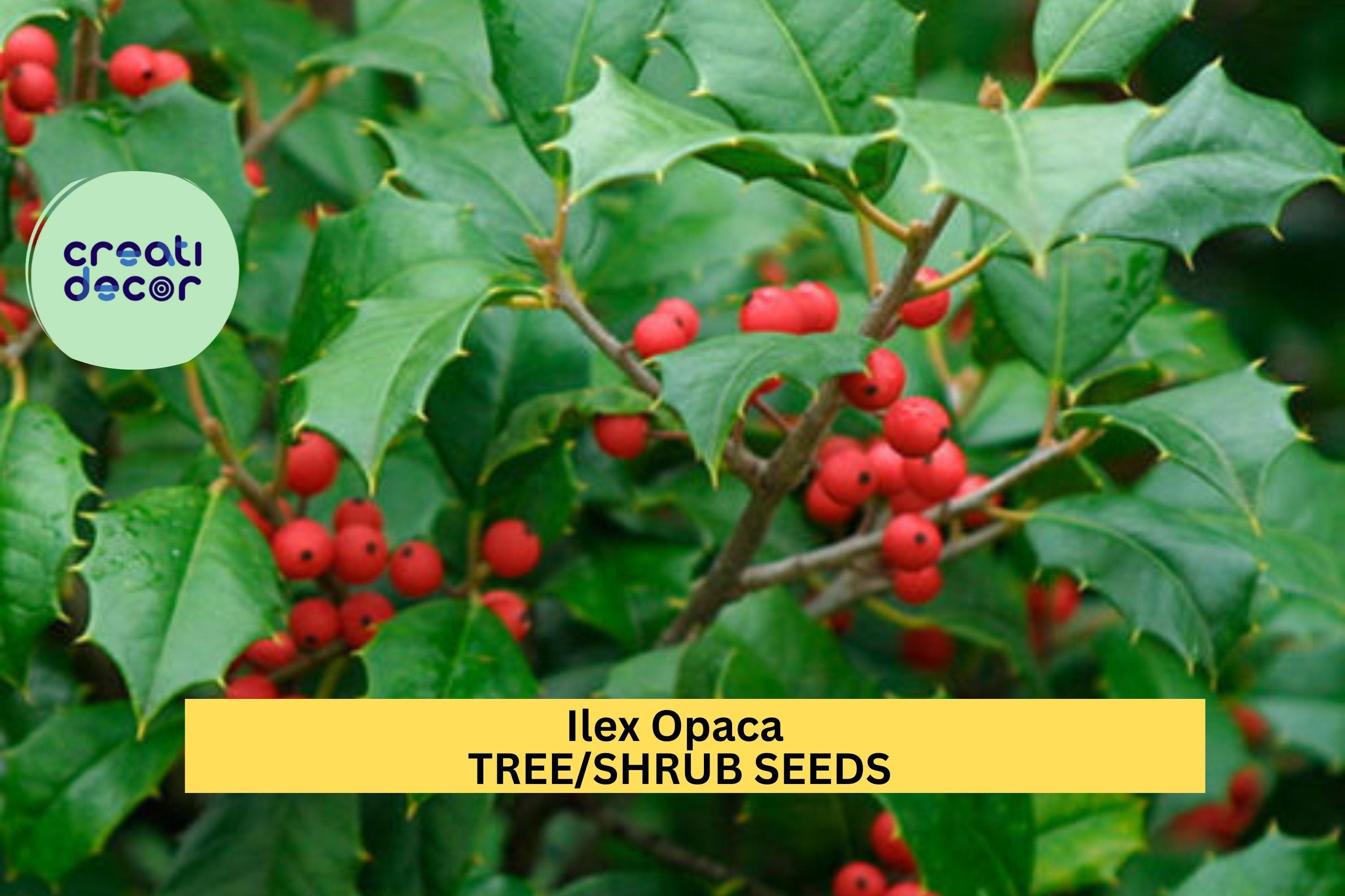 3pcs x 500mg Ilex opaca Seeds – American Holly Evergreen Tree Seeds for Landscape, Privacy Screens, or Wildlife Gardens