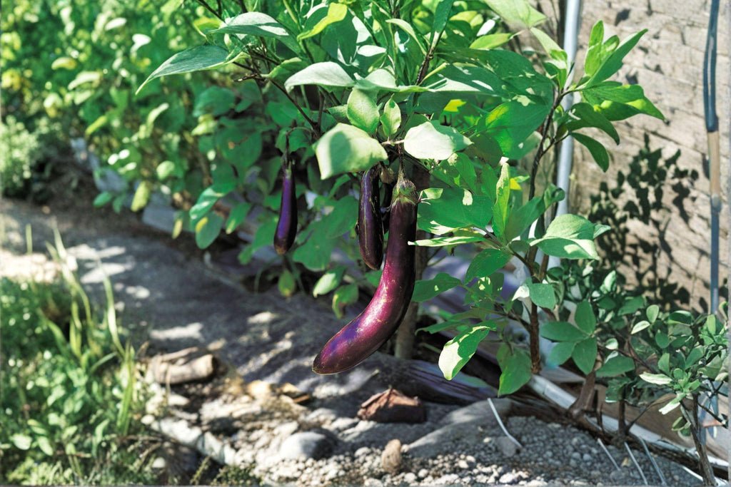Eggplant – Long Purple 50 Seeds | Heirloom Eggplant | Slender Fruits | Early & Productive