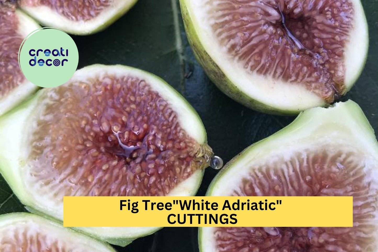 5 White Adriatic Fig Tree Cuttings | Ficus Carica Starter Wood | Fresh Unrooted Cuttings | Sweet Fruit Tree Starter | Free US Shipping