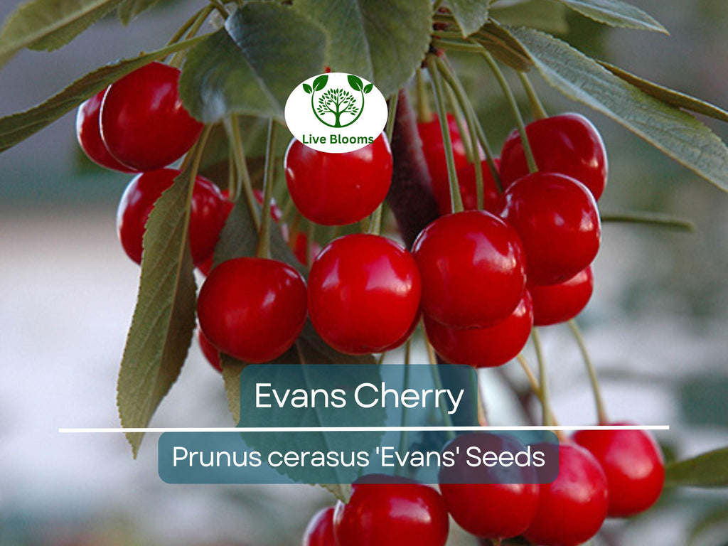 20 Evans Cherry Tree Seeds (Prunus cerasus 'Evans'), Edible Tart Cherries, Sweet & Sour Fruit, Hardy Tree for Garden, Tasty Fruit Seeds