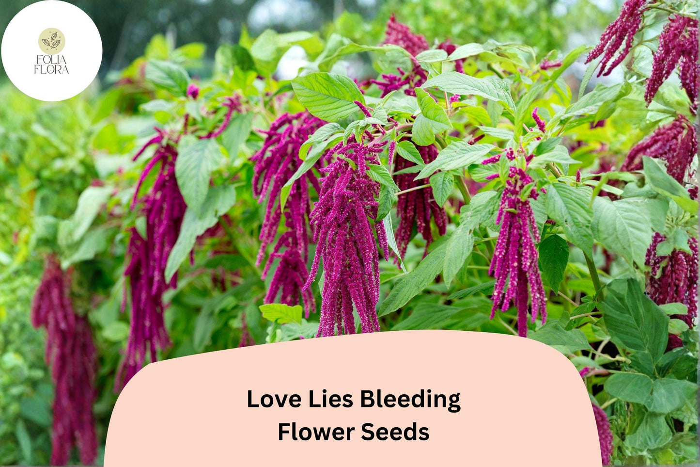 Love Lies Bleeding Seeds – 100 Amaranthus caudatus | Ornamental Trailing Red Flower