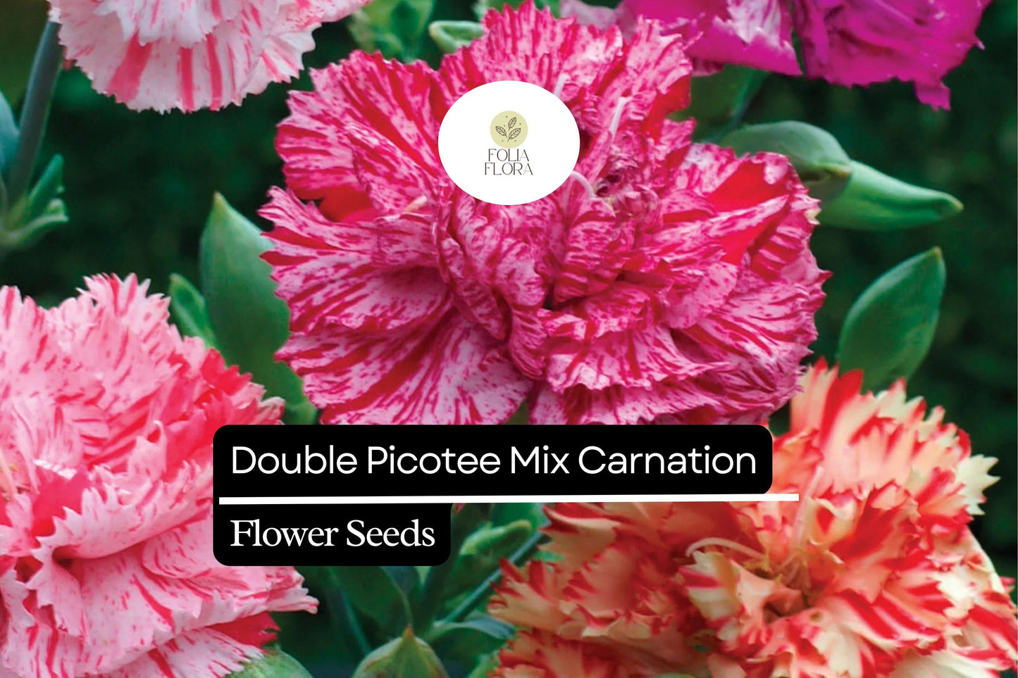 Double Picotee Mix Carnation (Dianthus caryophyllus) – Fragrant Blooms, Multi-Color Edges, Long-Lasting Flowers