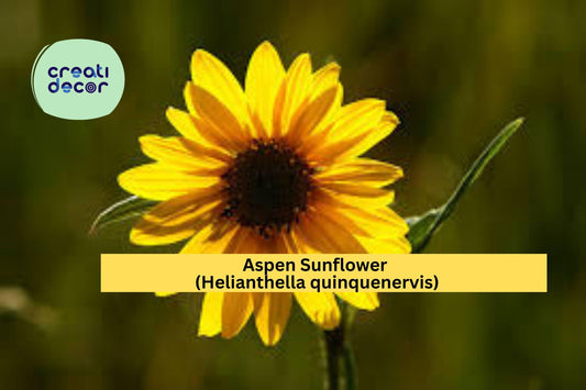 Aspen Sunflower Seeds (Helianthella quinquenervis) – 25 Native Wildflower Seeds | Mountain Perennial | Yellow Blooms | Pollinator Friendly
