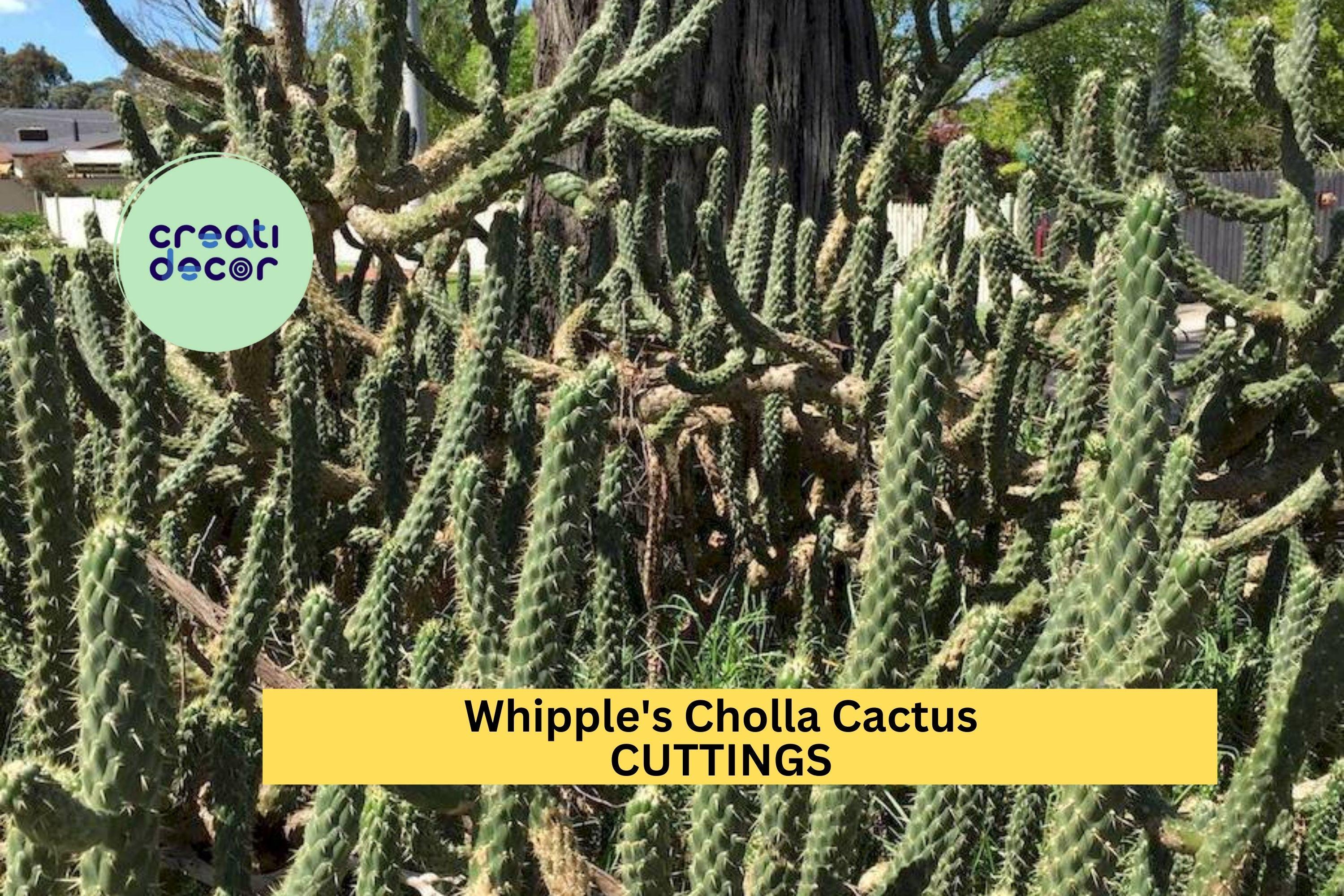 Whipple's Cholla Cactus Cuttings (5) | Cylindropuntia whipplei | Hardy Flowering Shrub | Drought-Tolerant Desert Plant