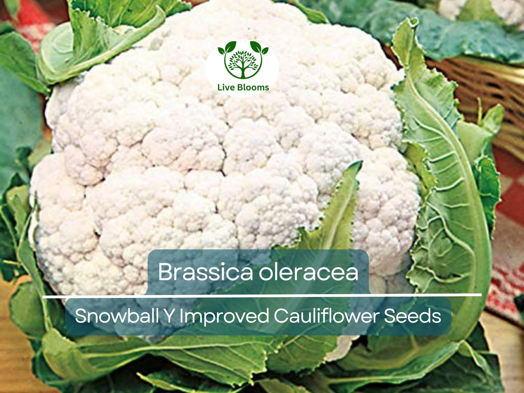 100 Seeds Cauliflower Snowball Y Improved - Brassica oleracea | Heirloom Cauliflower for Planting, Gardening & Crisp, White Harvests