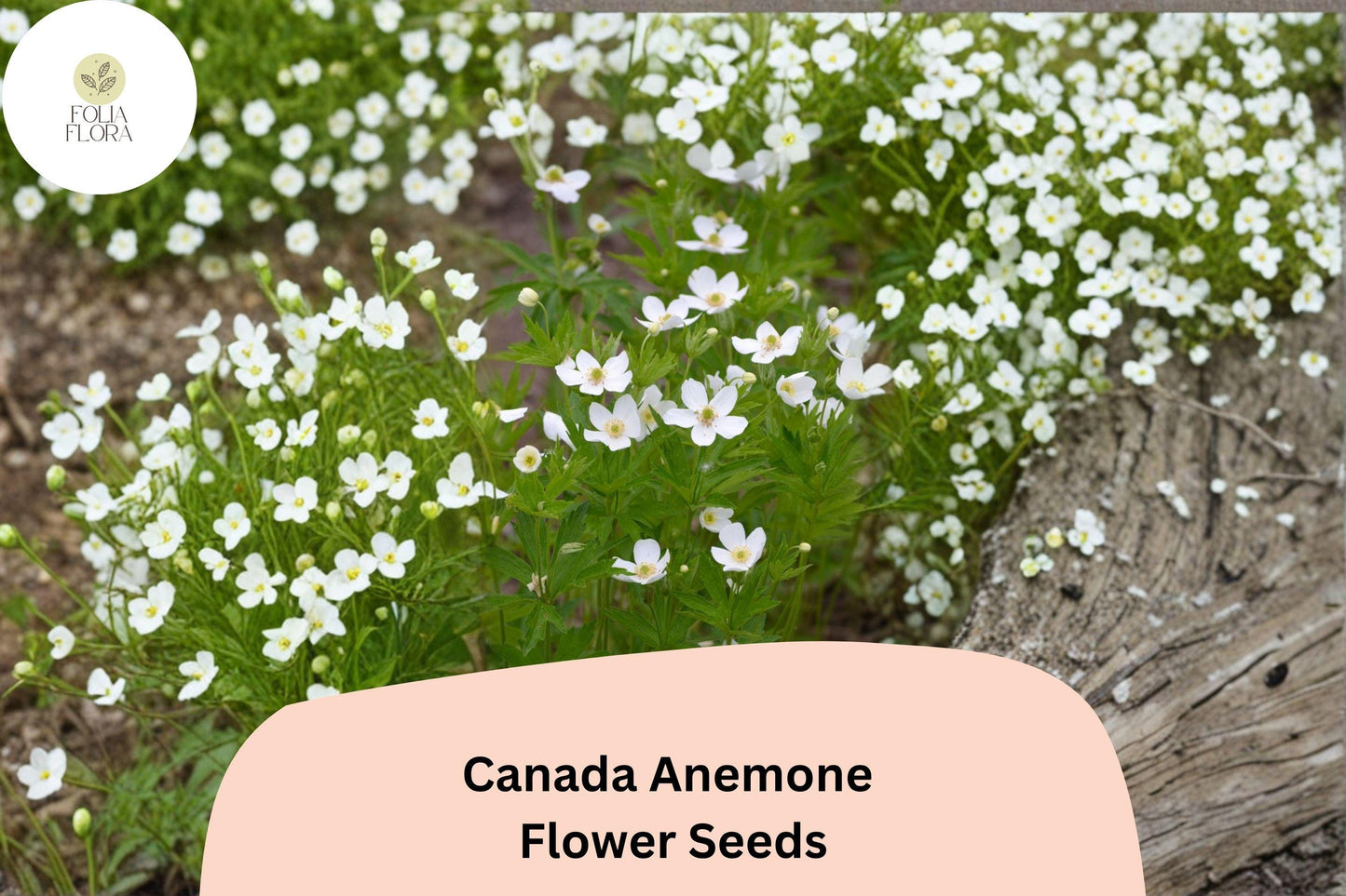 100 Canada Anemone Seeds | Anemone canadensis | Native White Wildflower for Shade & Pollinator Gardens