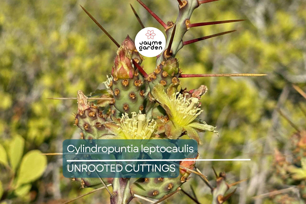 Cylindropuntia leptocaulis Cactus – Bare Root Succulent Cutting with Locality (Winkelman, AZ) – Hardy Desert Plant