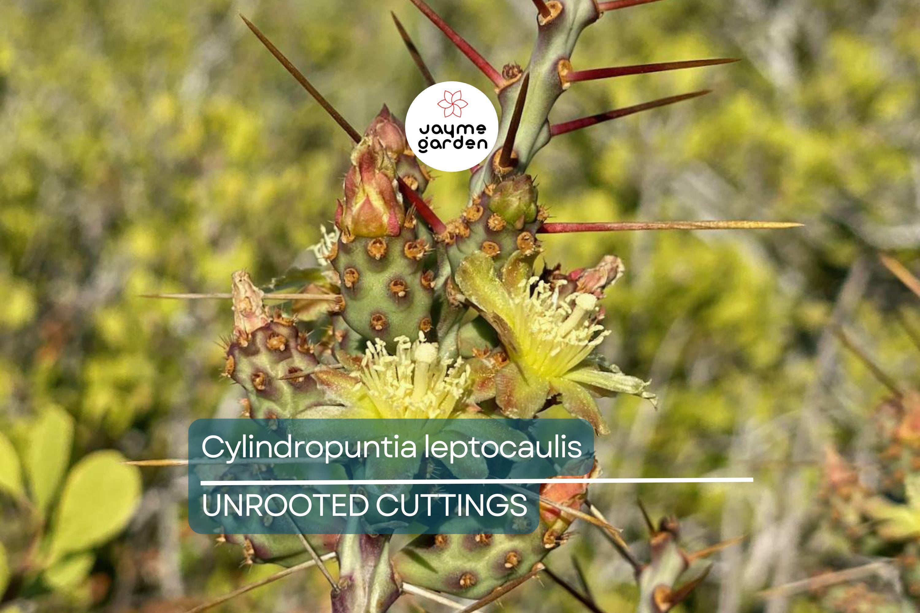 Cylindropuntia leptocaulis Cactus – Bare Root Succulent Cutting with Locality (Winkelman, AZ) – Hardy Desert Plant