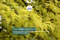 Thornless Honey Locust Tree 18"-24" Live Bare Root Seedling | Fast-Growing Tree with Yellow Flowers | Full Sun |