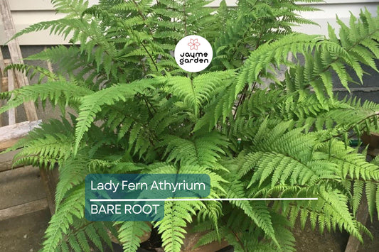 10 Lady Fern (Athyrium filix-femina) Bare Root Plants – Native Woodland Perennial, Shade-Loving, Cold-Hardy, Deer-Resistant Fern