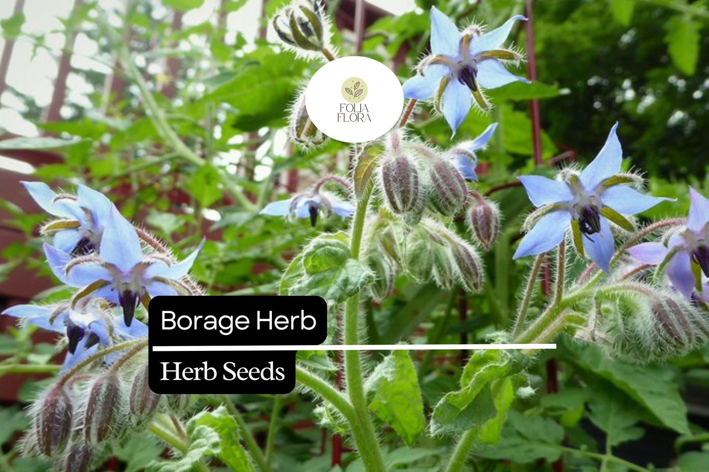100 Seeds Borage (Borago officinalis) – Heirloom Herb for Pollinator Gardens and Edible Flowers