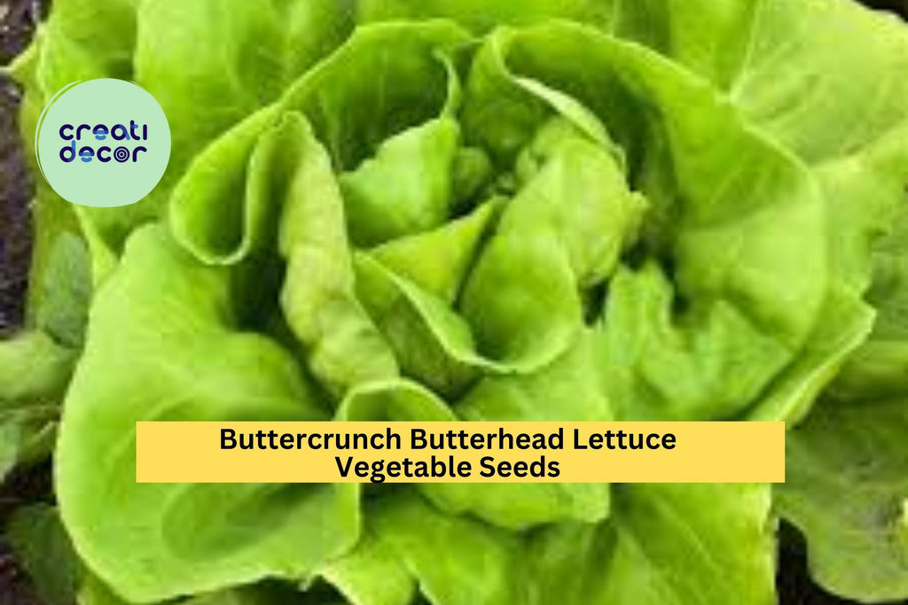 3pcs of 1g Buttercrunch Butterhead Lettuce Seeds – Tender Heirloom Lettuce for Planting in Gardens, Pots, or Raised Beds Seeds for Planting
