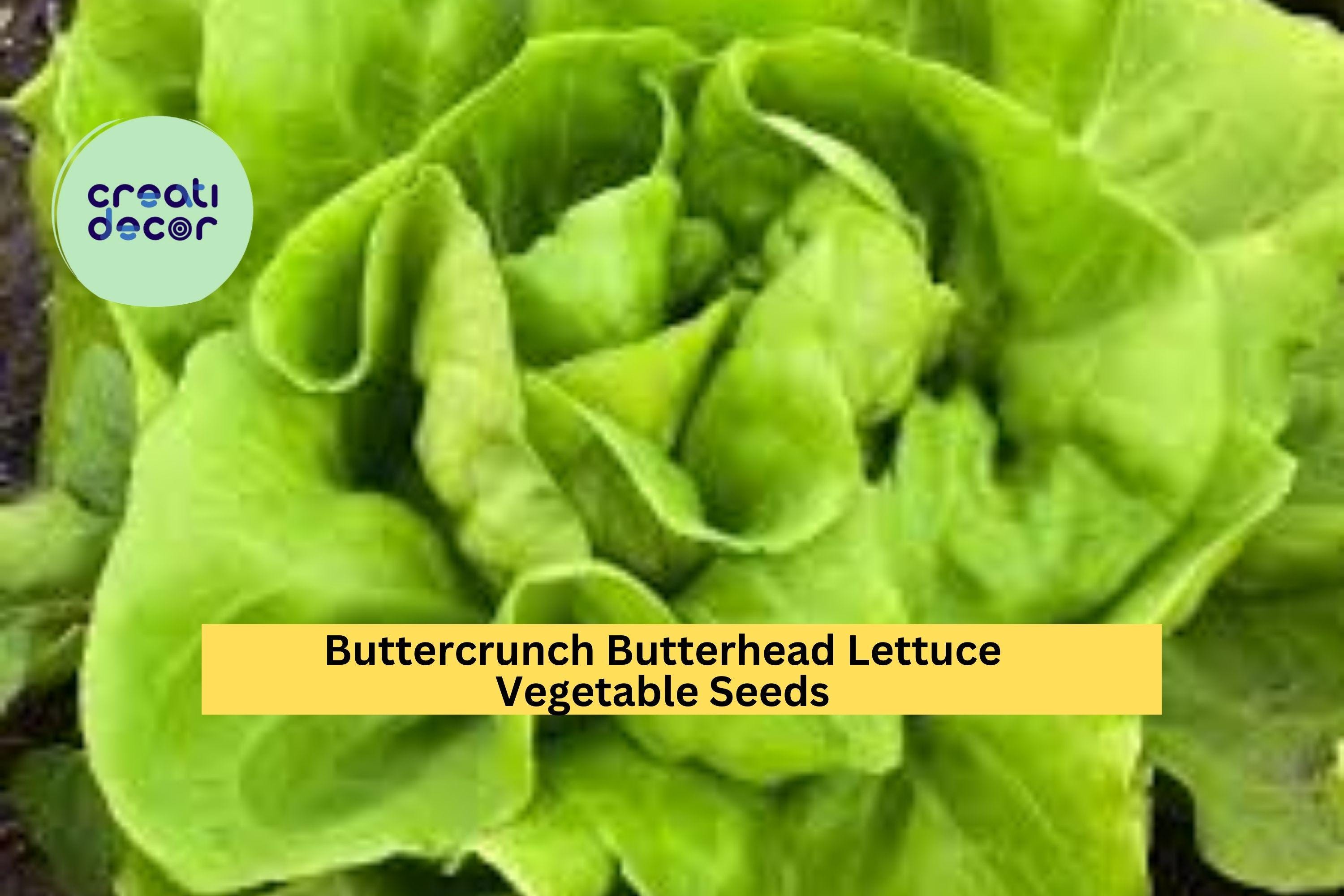 3pcs of 1g Buttercrunch Butterhead Lettuce Seeds – Tender Heirloom Lettuce for Planting in Gardens, Pots, or Raised Beds Seeds for Planting