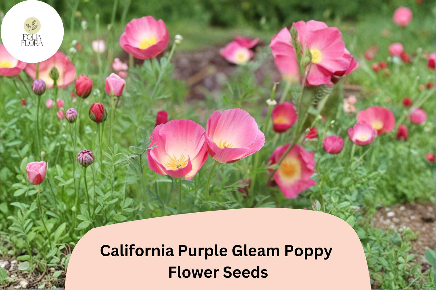 200+ California Purple Gleam Poppy Seeds for Garden Planting - Beautiful Wildflowers