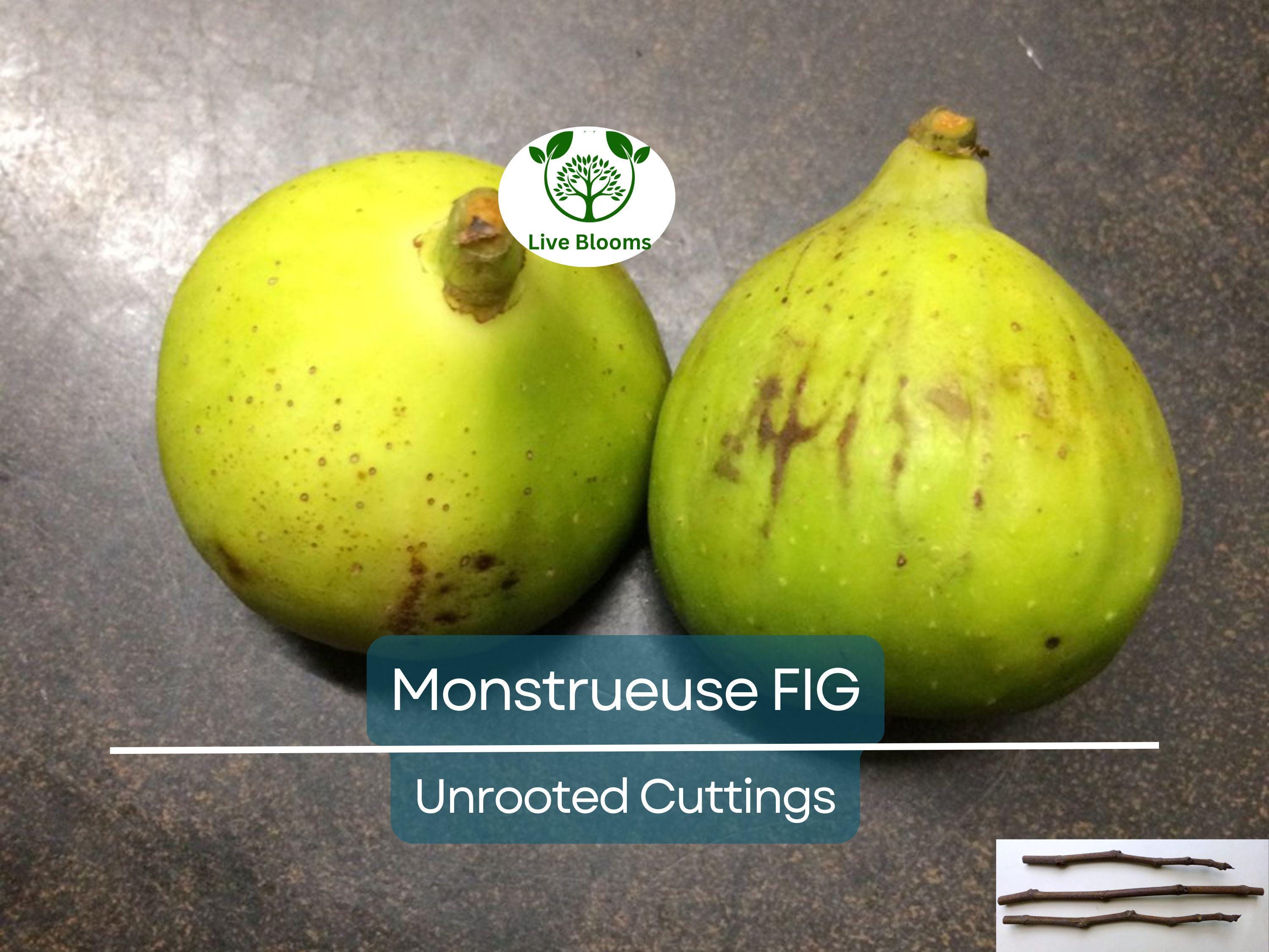 3x 'Monstrueuse' Fig Unrooted Cuttings 5-6" | Ficus carica | Large Fig Variety | Delicious Sweet Fruit, Easy Rooting for Gardeners