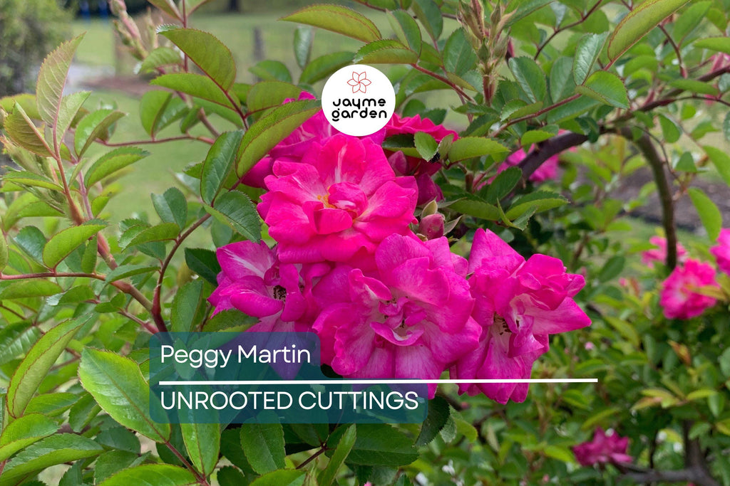 Peggy Martin Rose | 5 Unrooted Cuttings (7-8") | Katrina Rose | Thornless and Fast Growing Climber | Rare & Hardy