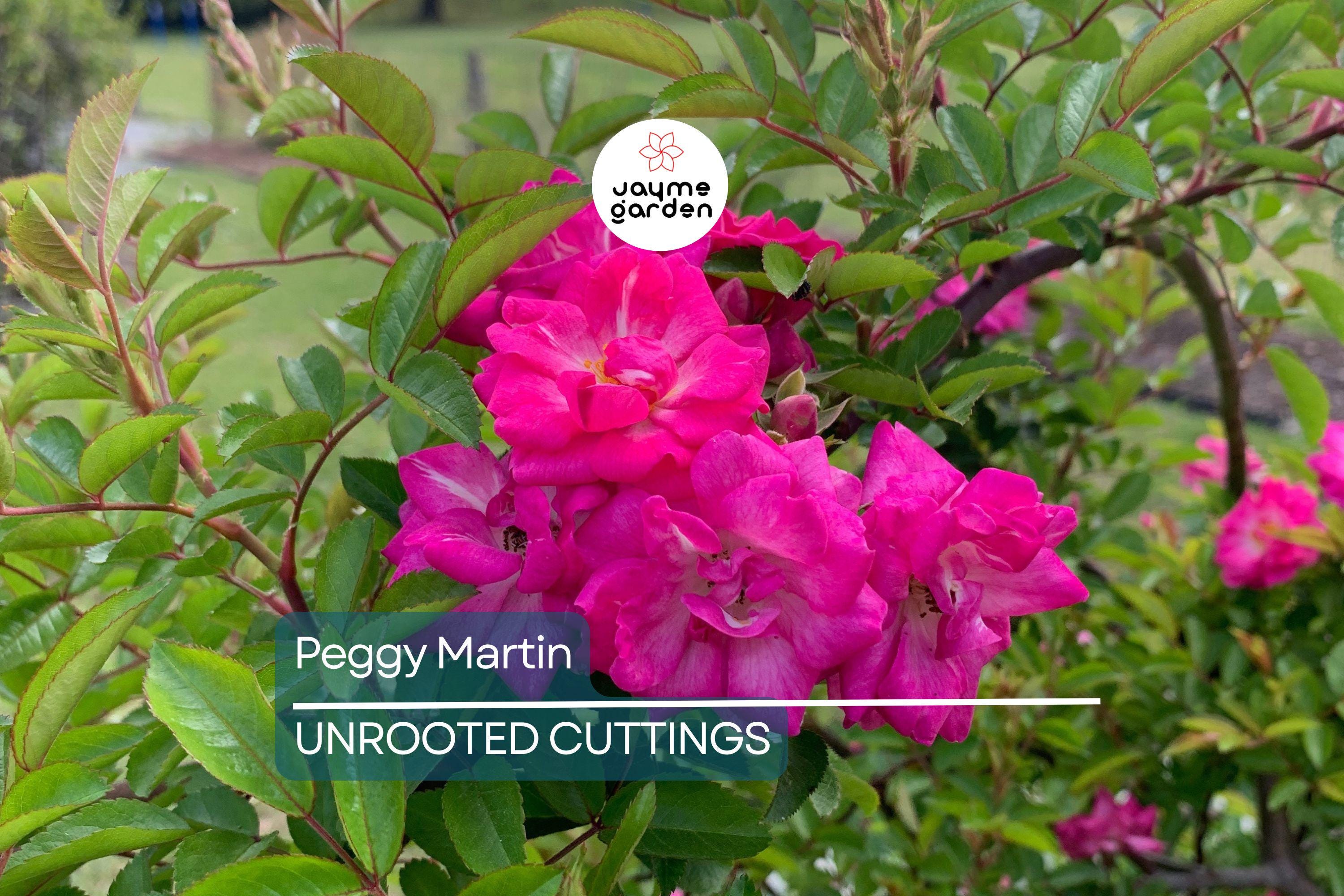 Peggy Martin Rose | 5 Unrooted Cuttings (7-8") | Katrina Rose | Thornless and Fast Growing Climber | Rare & Hardy